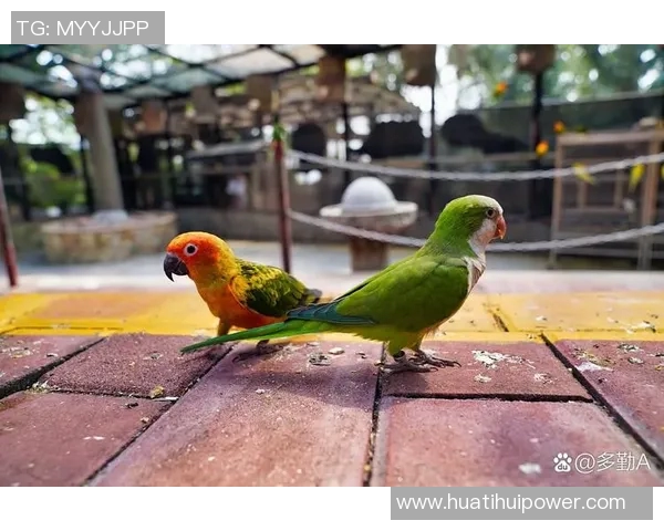 都柏林动物园为鹦鹉命名帕洛特引发热议带队杀入附加赛